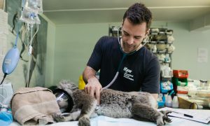 veterinarian checking a koala