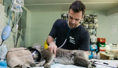 veterinarian checking a koala